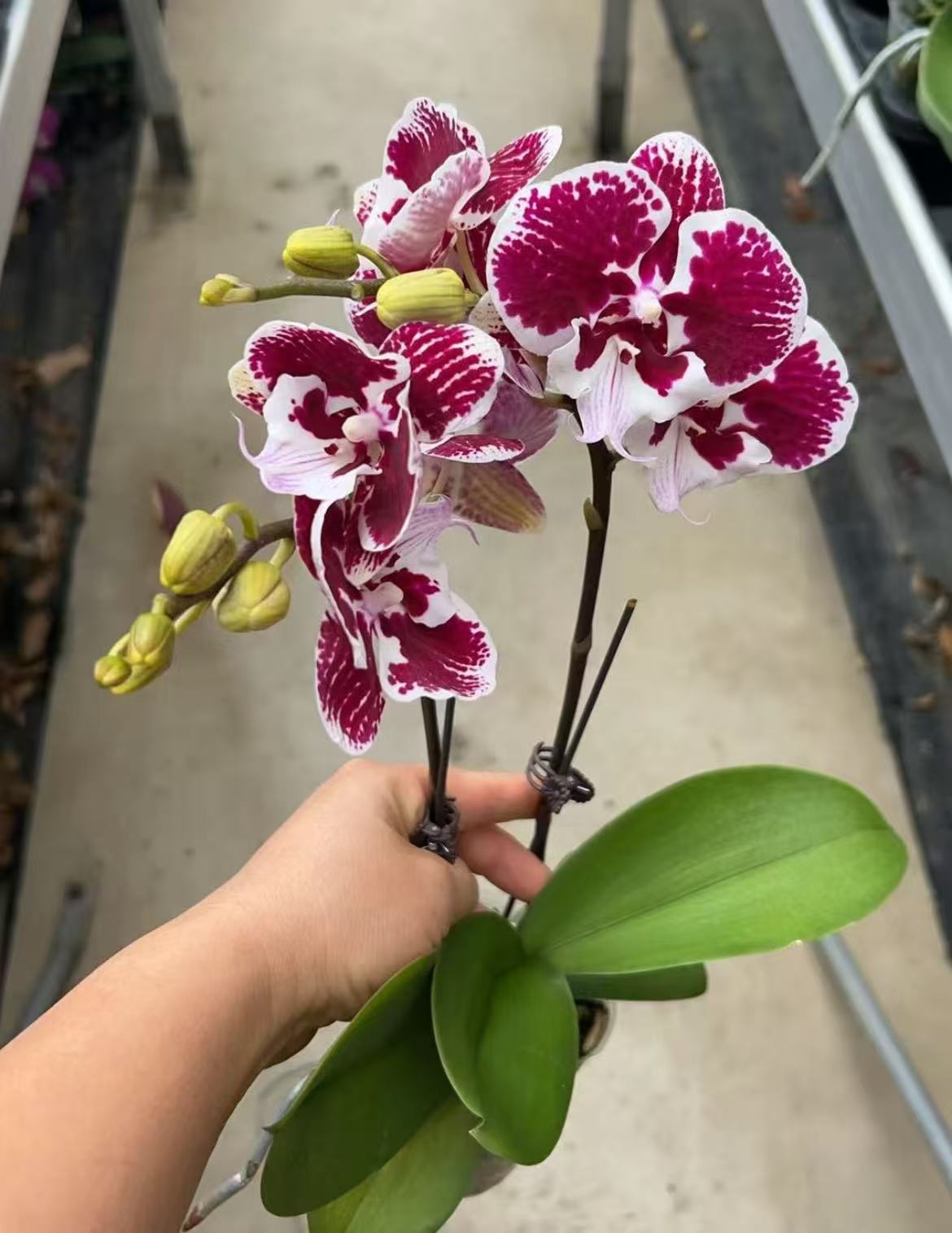 【卡布奇诺】欧品蝴蝶兰 稀有色系 小众品种 高端花卉 花期长 耐养