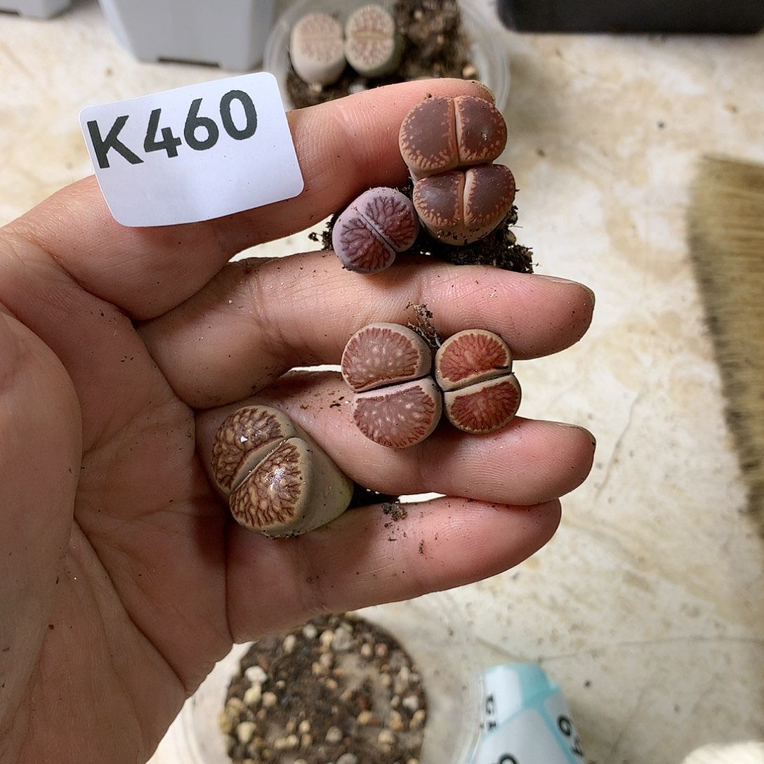 菲*K460多肉植物保护