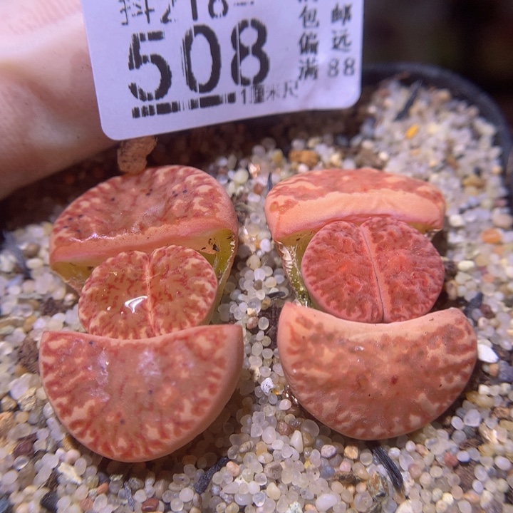 精品生石花218.508