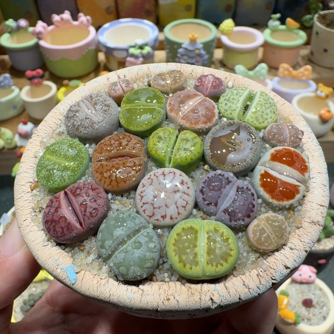 蘑菇1173彩拼多肉植物