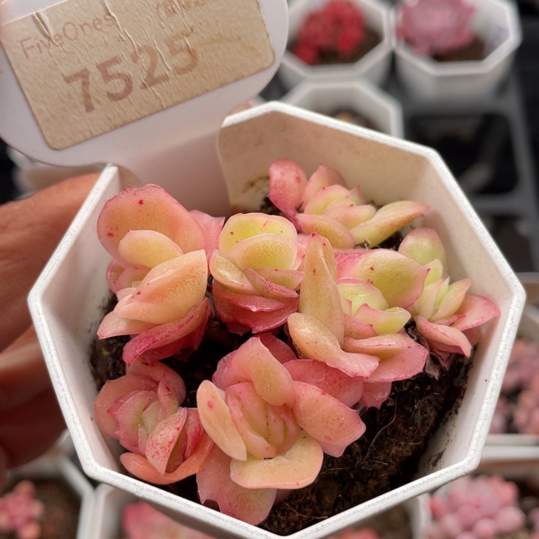 冰玫瑰群7525-6.0厘米