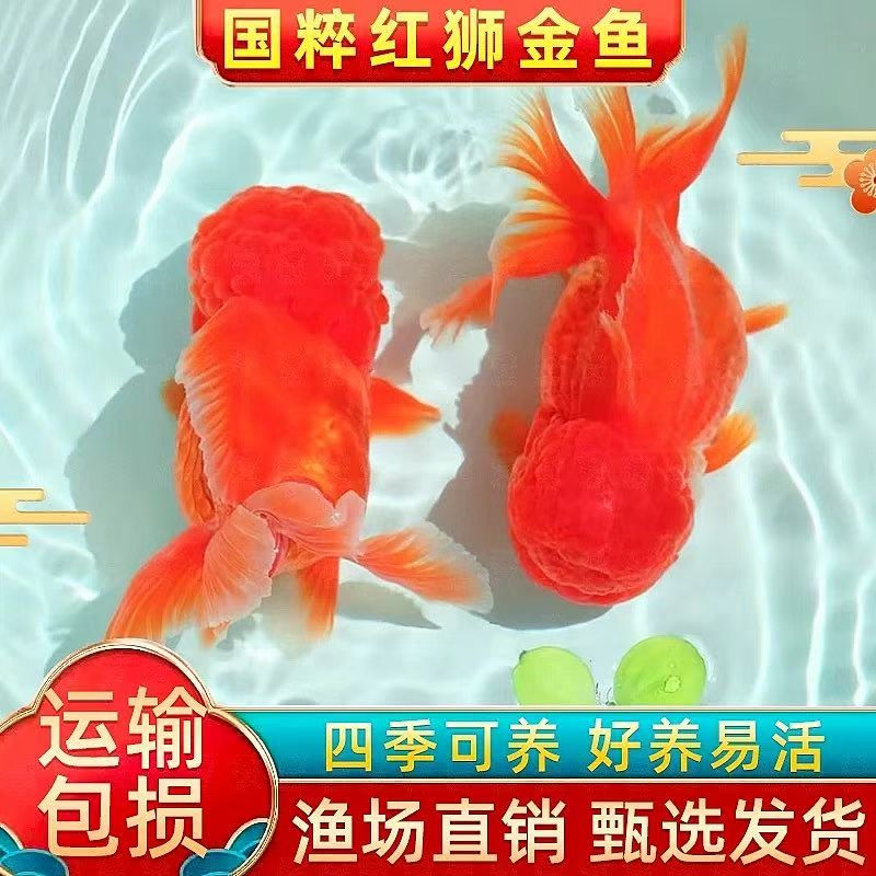 直播间专用开箱包活无开箱不包售后原塘直发金鱼观赏鱼顶百褶泰狮