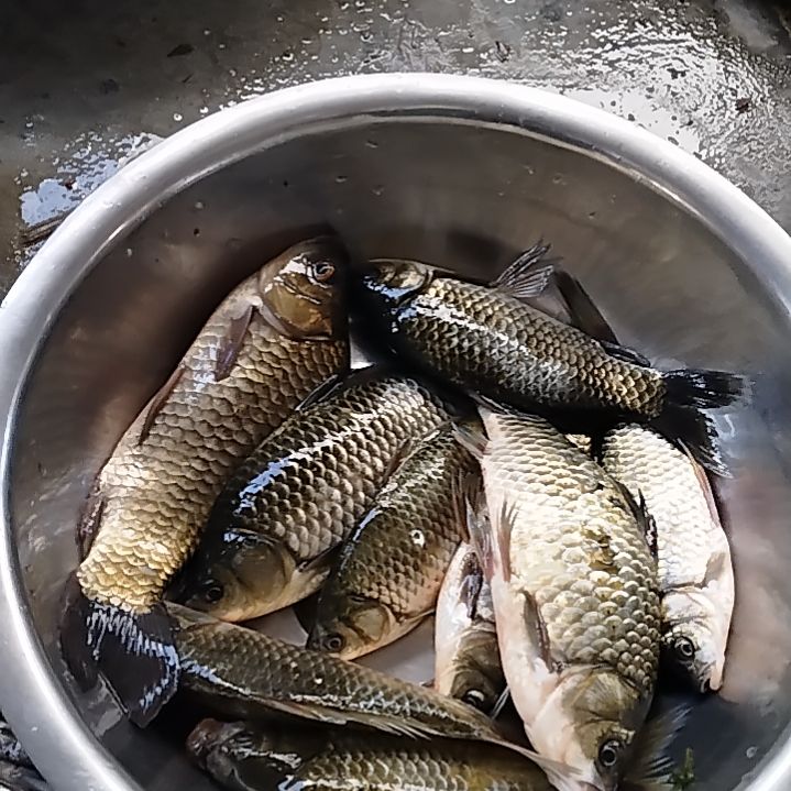 石台小李代购石台野生鲫鱼3斤