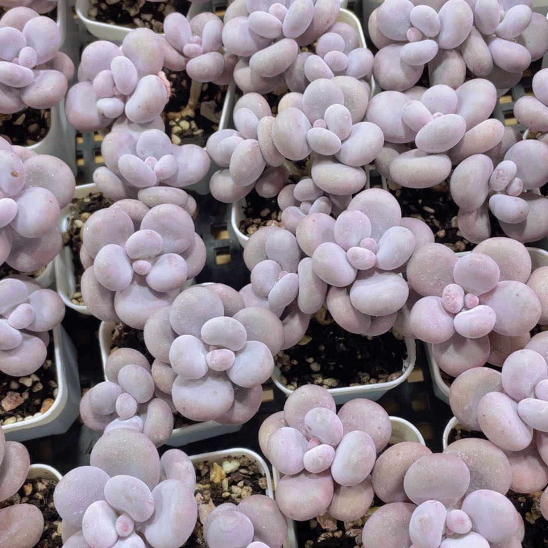 量拍87号 大叶奶水光针原始奶双头一个