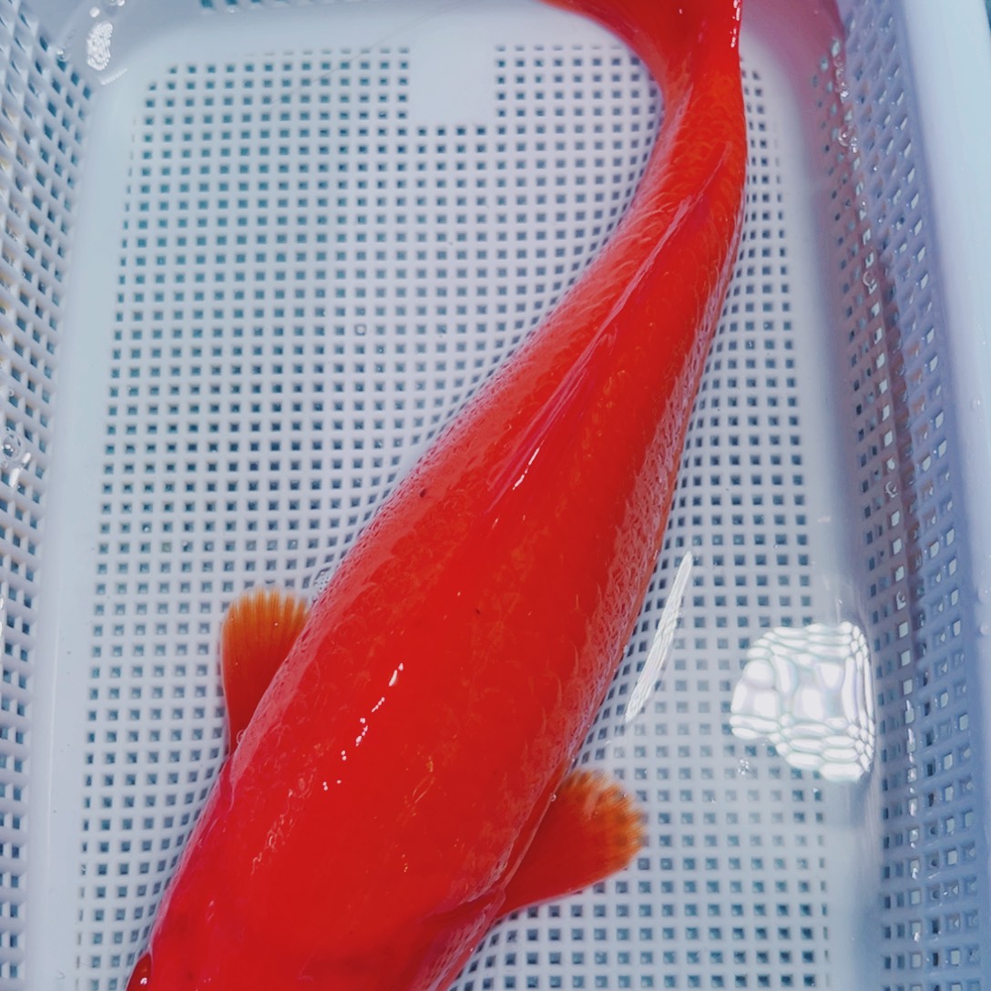 海水鱼锦鲤冷水156