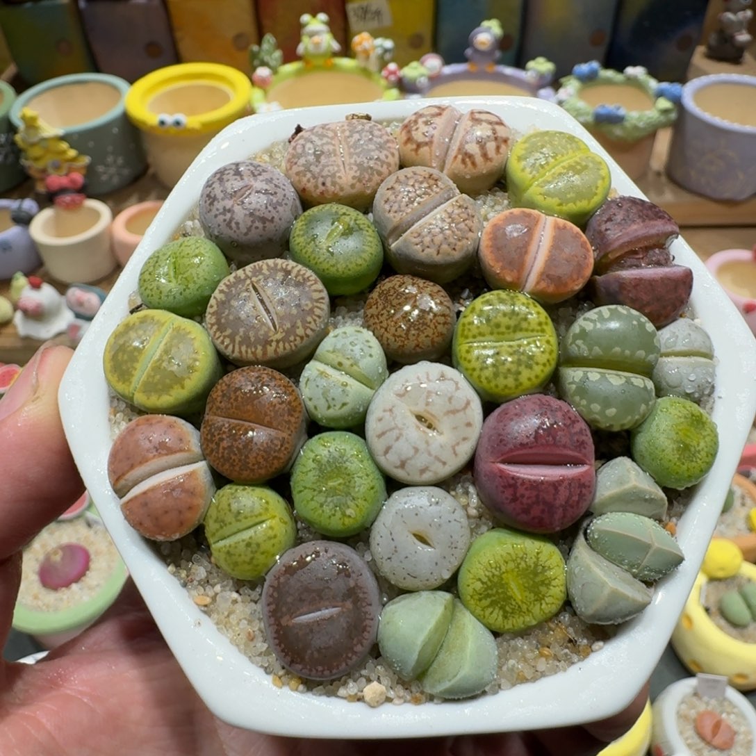 蘑菇1360彩拼多肉植物