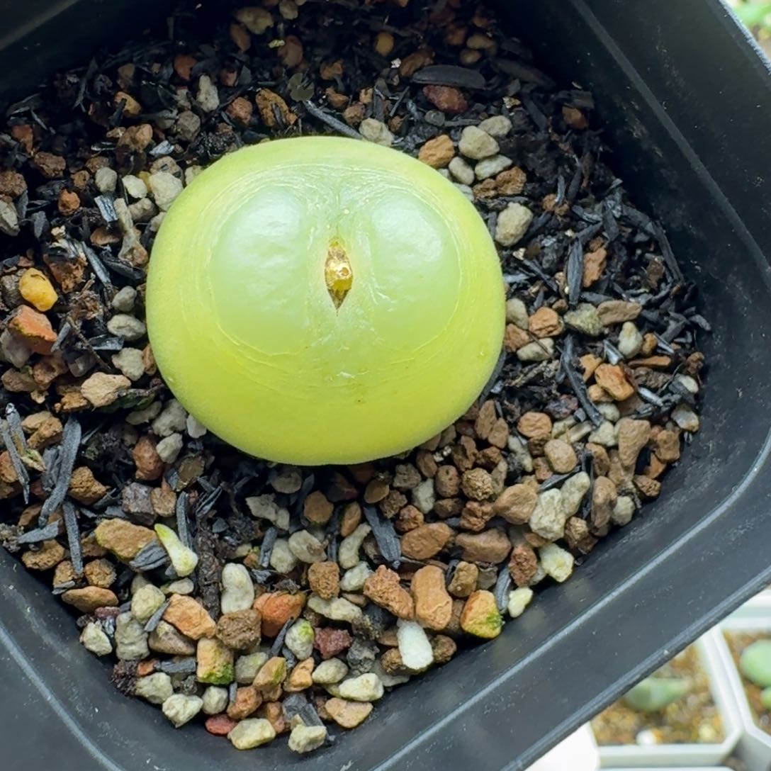 拉登2.7cm多肉。