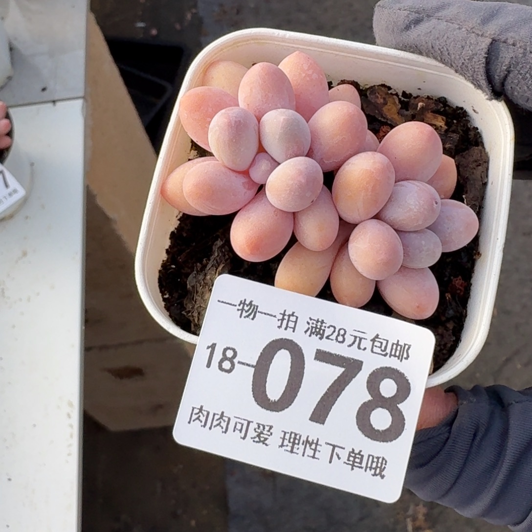 汤圆无盆土发货无