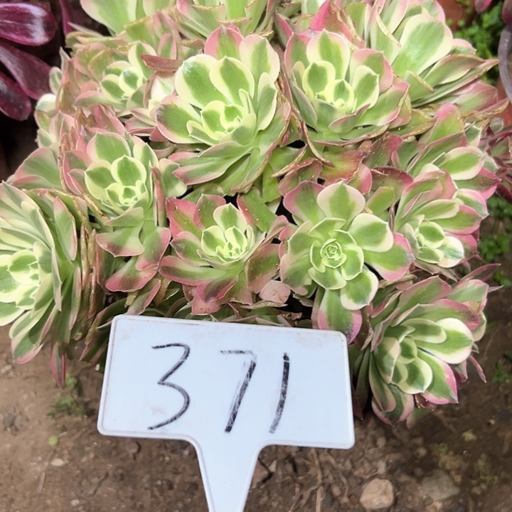 多肉植物雨花石法师