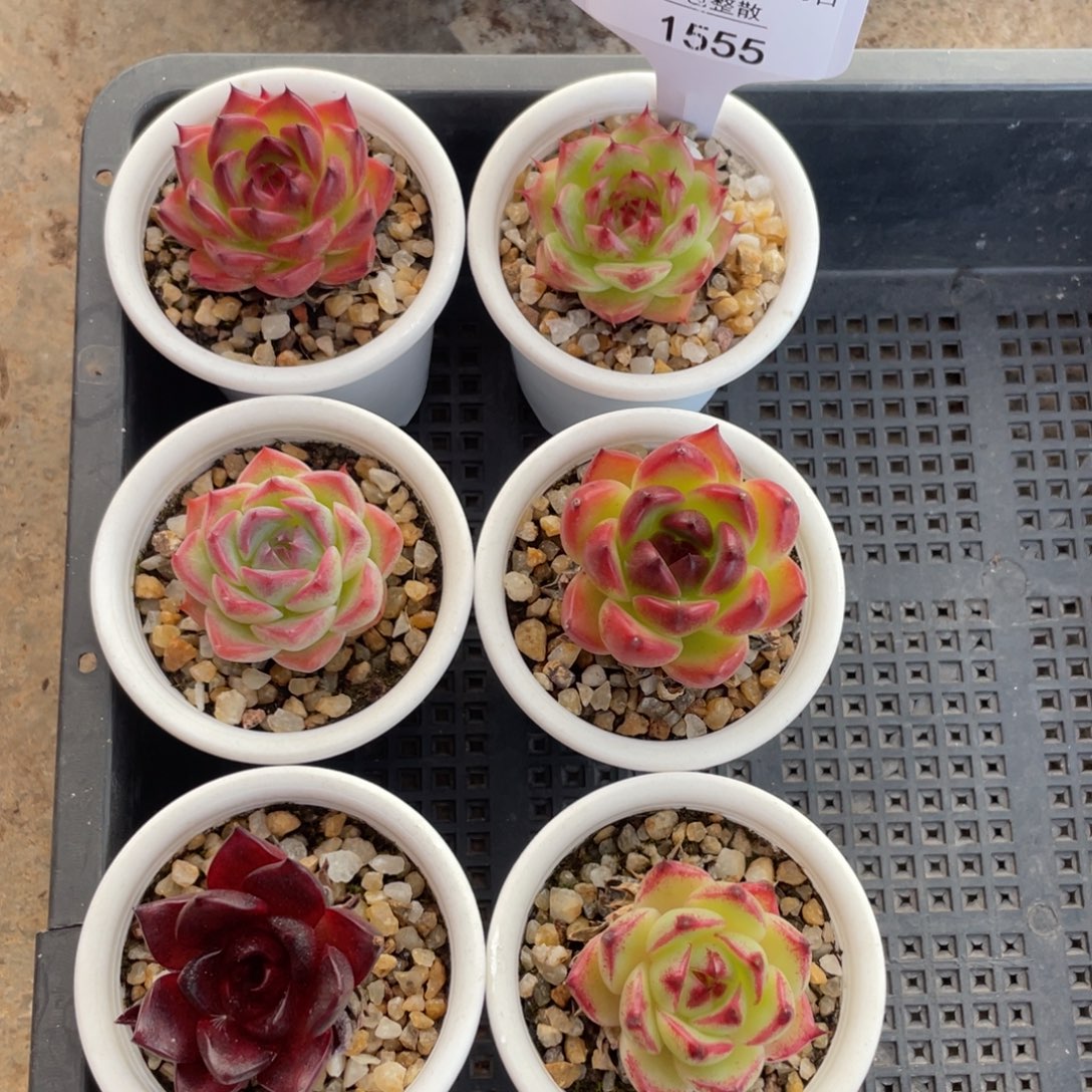 不包整散 盆子不售后1555