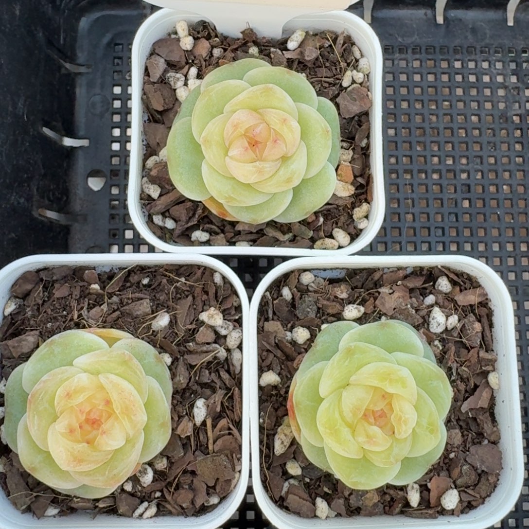 0103-092-果冻一颗量拍