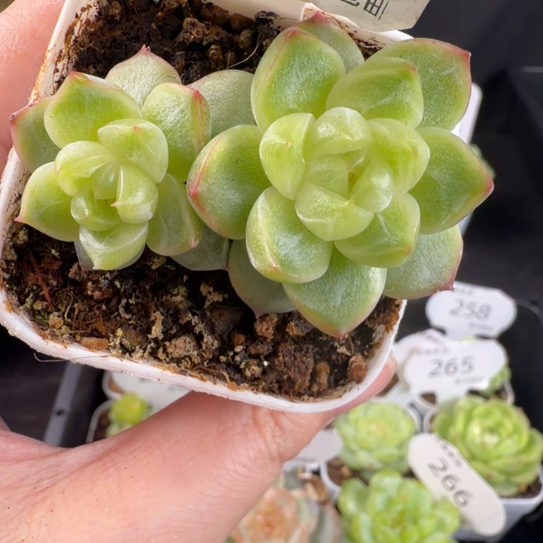 珍妮优选冰透双头福利247号