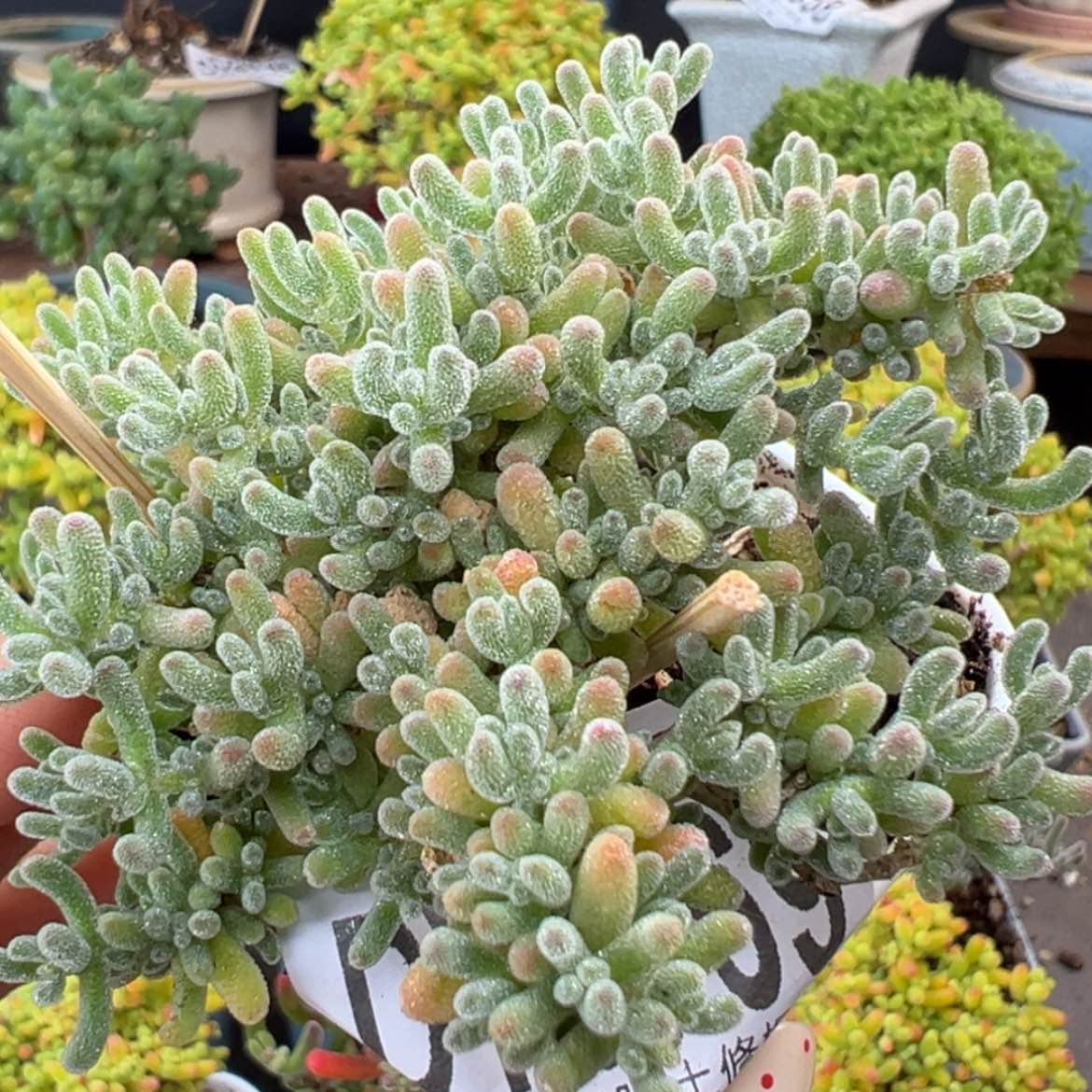 【闪购商品】dy6769冰晶冠幅6.5cm