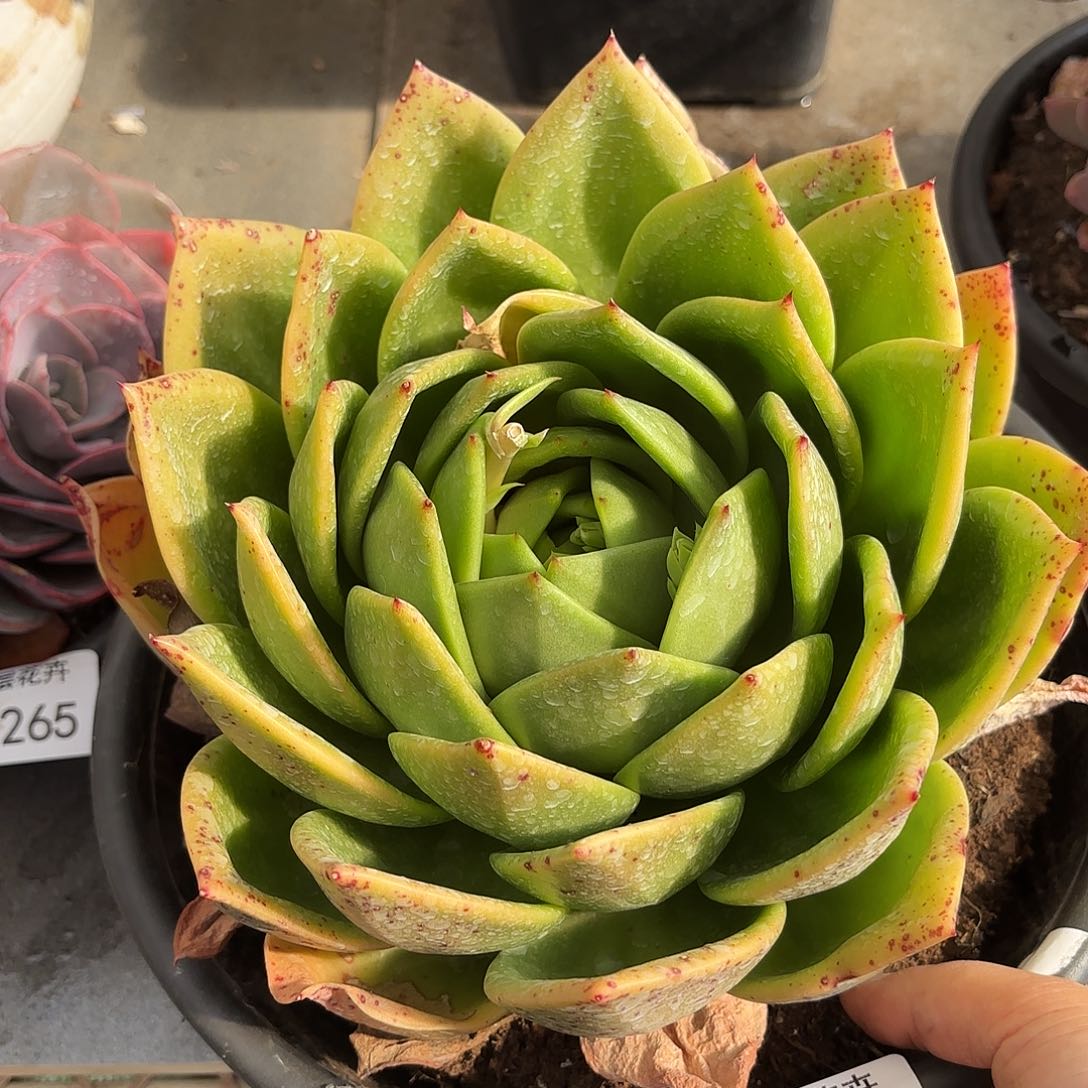 同温层多肉翠花266