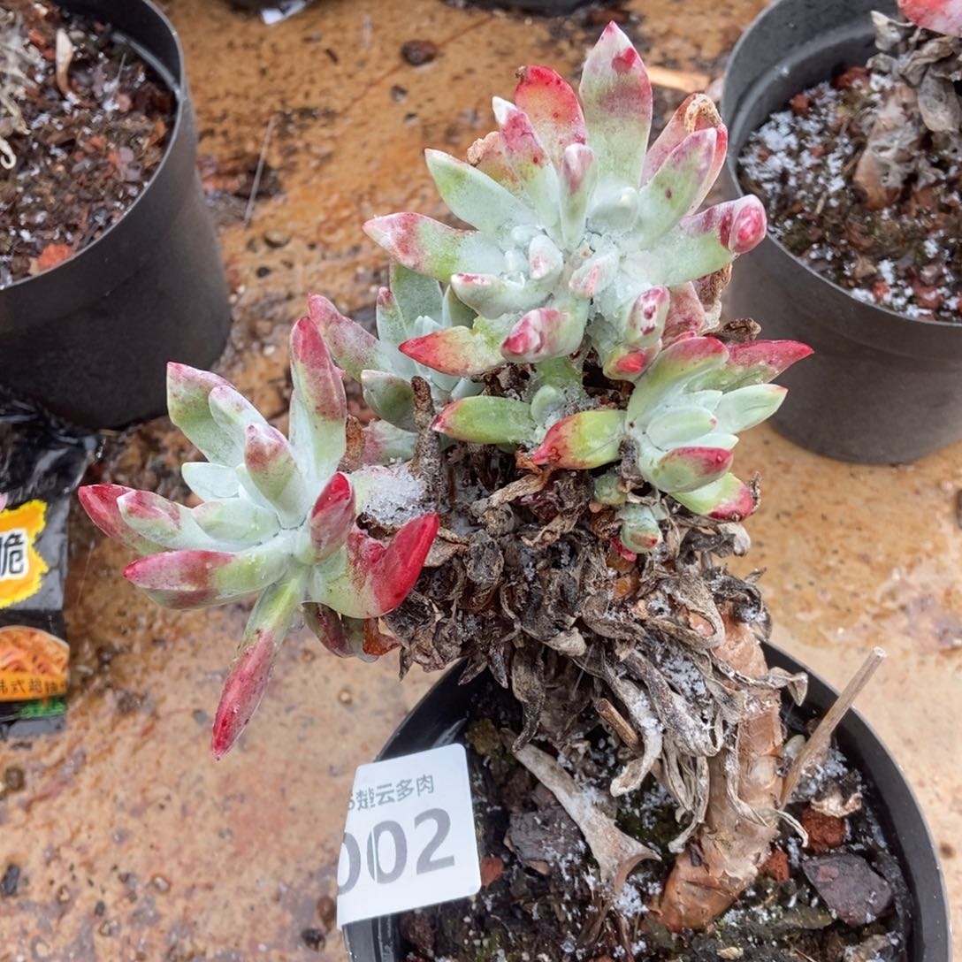 002象牙叶苹果叶多肉