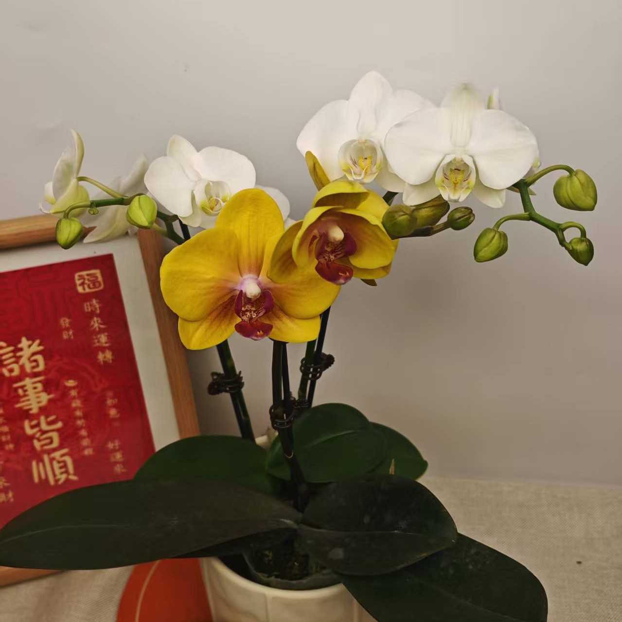 【菠萝+白天鹅】紫粉色系经典名兰室内绿植盆栽花期长适合送礼