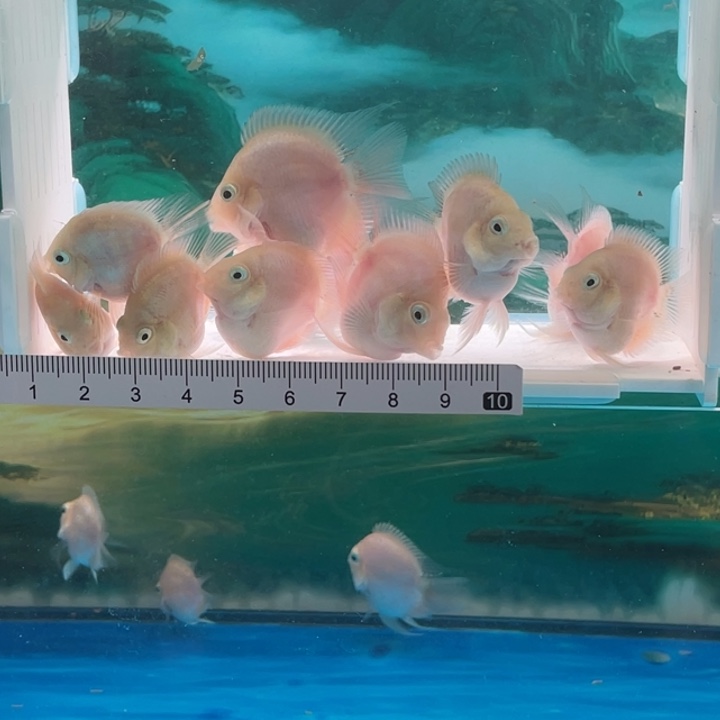 鹦鹉鱼白金亚成10条16号单