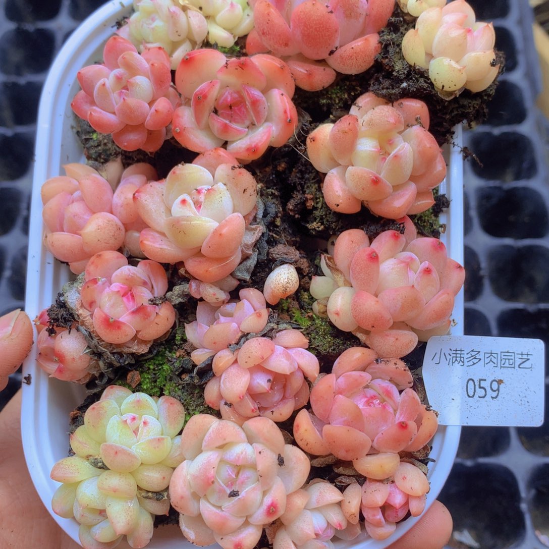 我要睡觉啦晚安啦 059