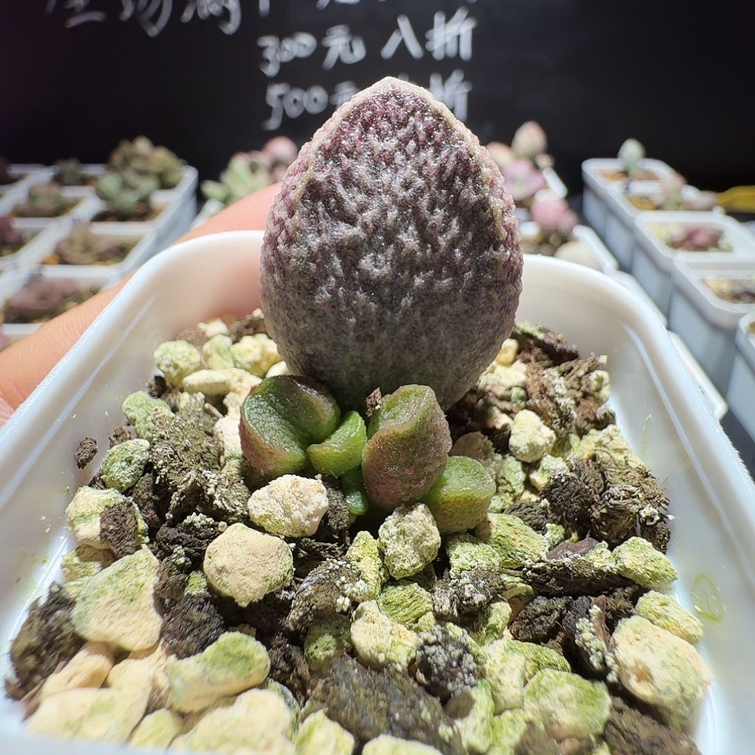 美杜莎水泡，带盆发货满38包邮