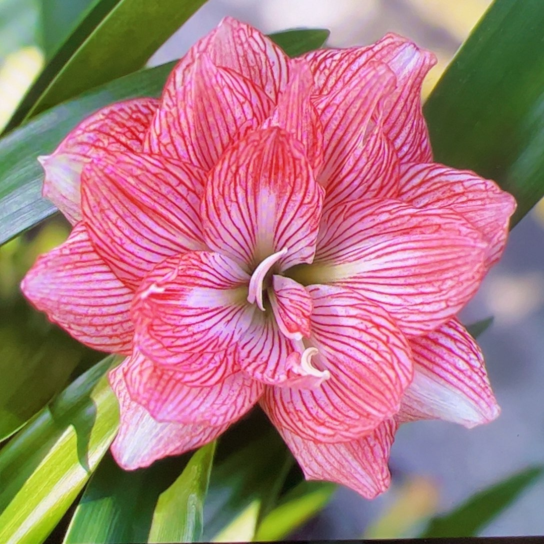 朱顶红561开花球6cm左右