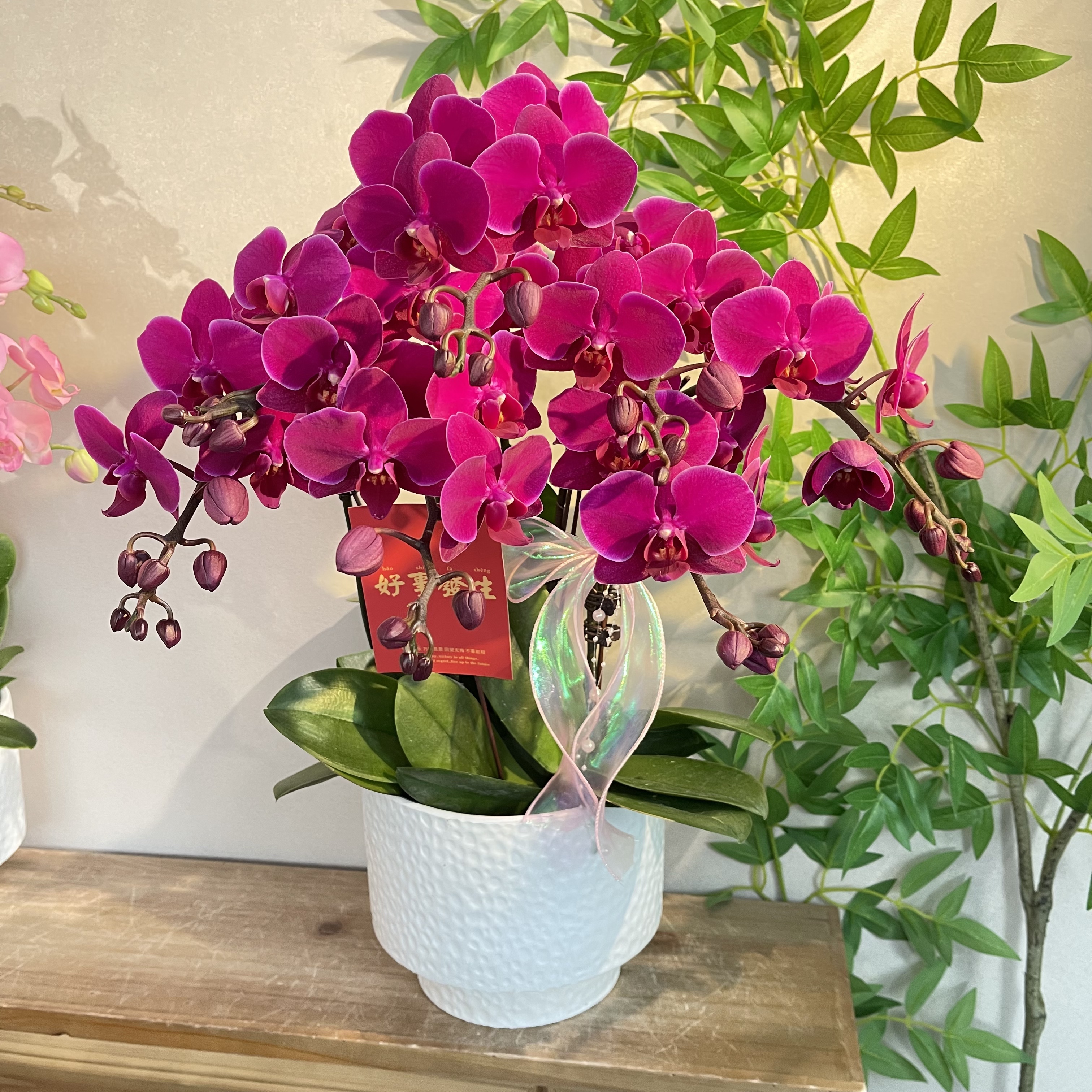 蝴蝶兰《科隆》浓艳馥郁高级感玫红色 苗情优质叶片碧绿 基地直发