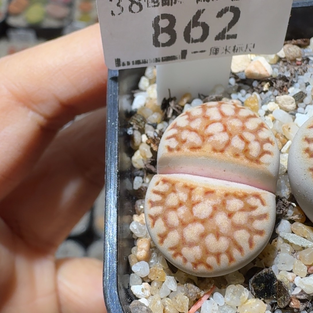 Sss精品清货价862