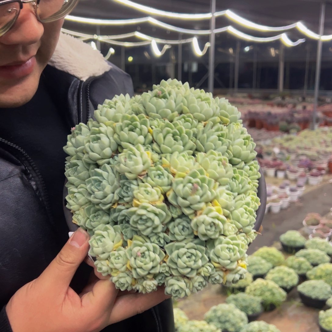 厚叶月影手捧多肉