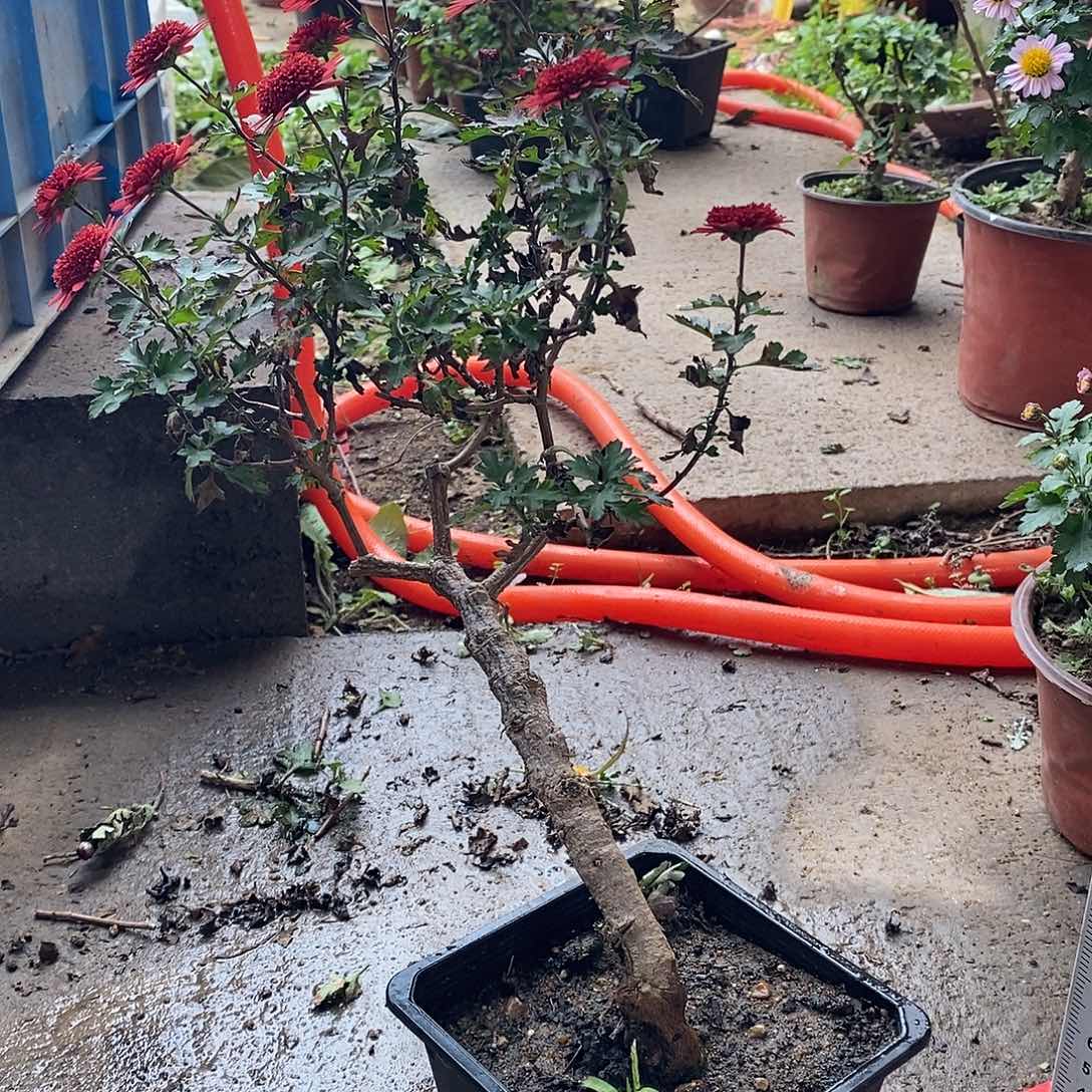 谢***姐完全开放菊花菊花