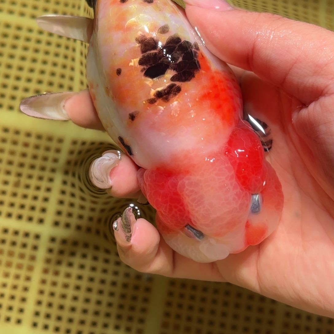 E***Z金鱼拍包装包装，不拍包装运费到付