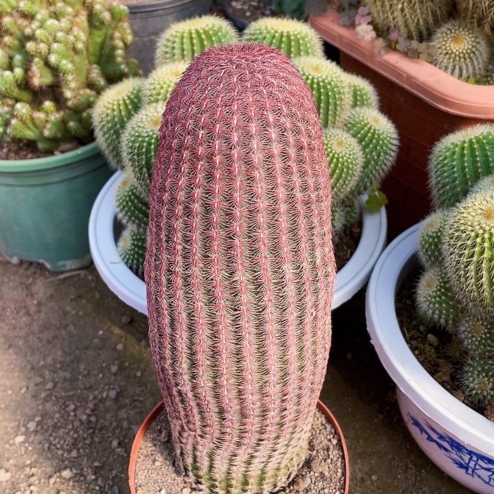 珊***迟完全开放红太阳单头