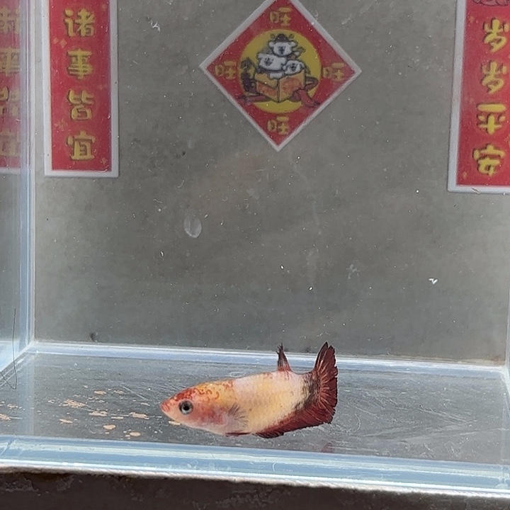 斗鱼泰国斗鱼母鱼混养