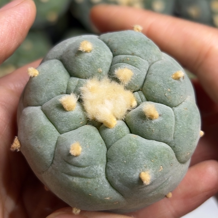 487 无根 仙人球仙人球