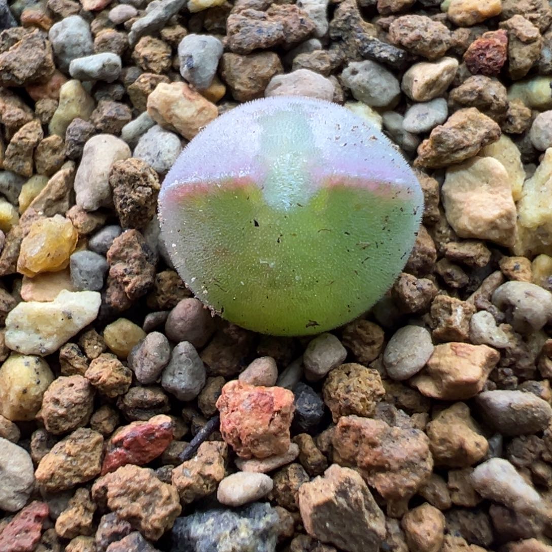 173猫耳空蝉一棵特      