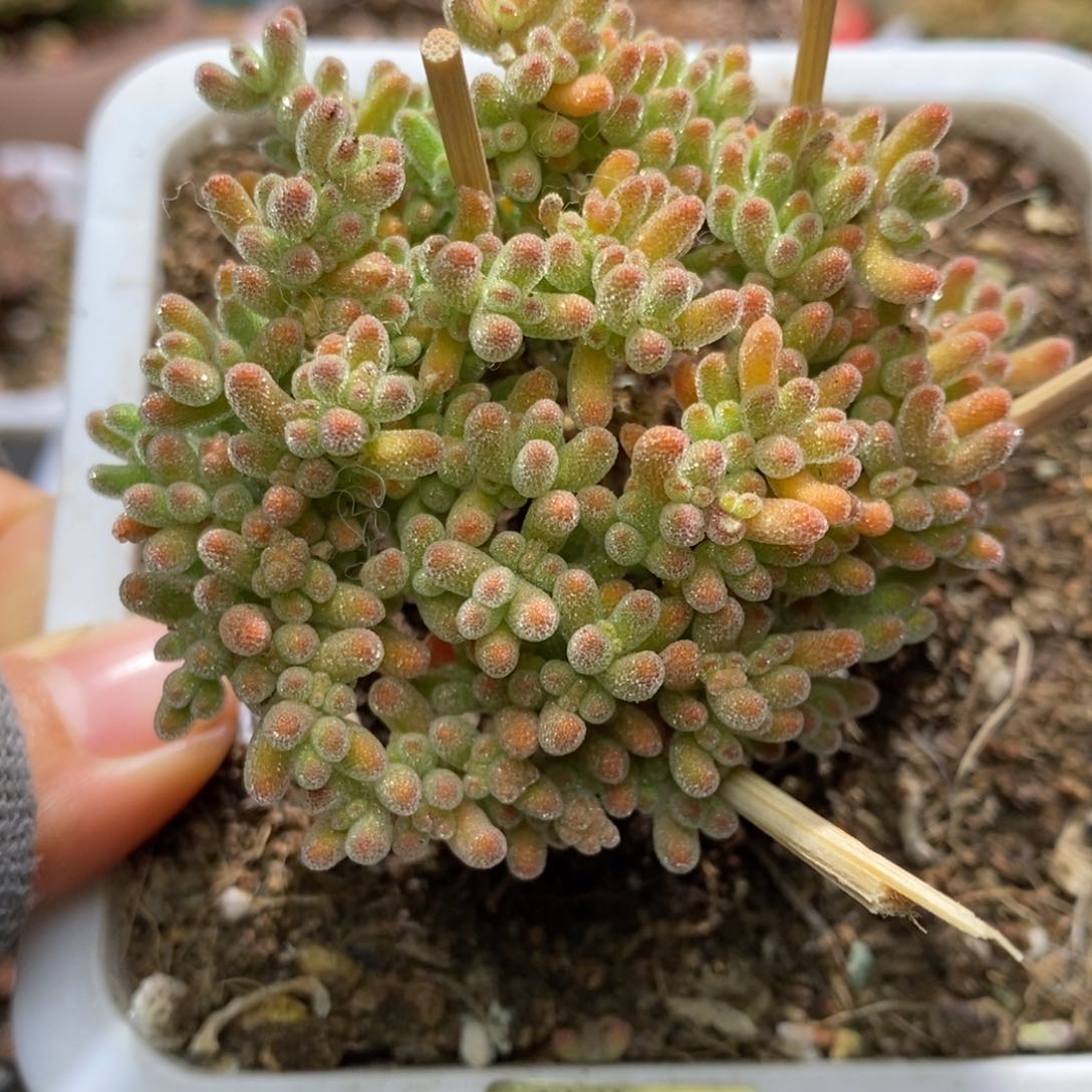 冰晶杂橙枝干番杏A432