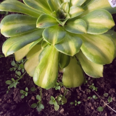 667七彩琉璃满25包邮多肉