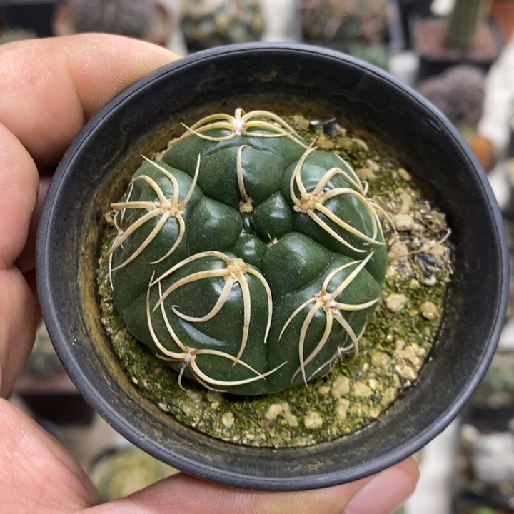 实生五棱高木海王特价