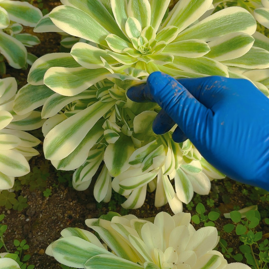 迈巴赫手捧多肉植物