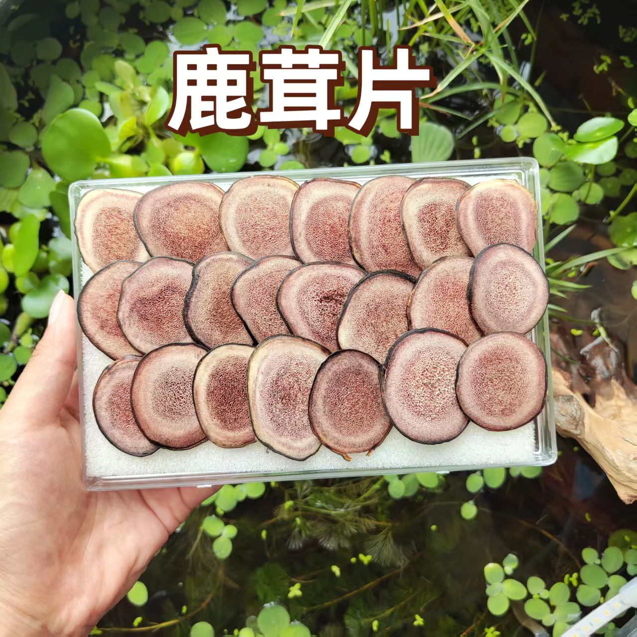 鹿茸片 吉林鹿乡 东北特产 主角 非梅花鹿