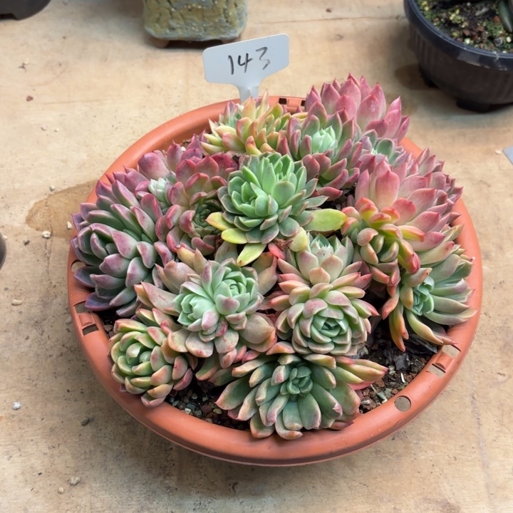 多肉植物，红女巫143号