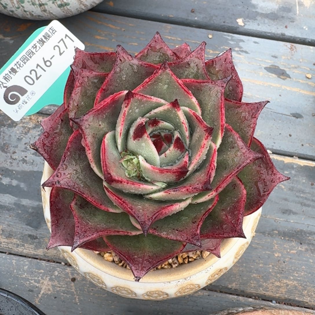 从前慢多肉精选编号0216.271