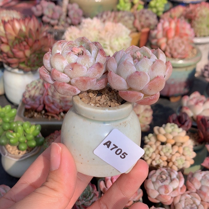 一物一拍含盆土满38包邮A705