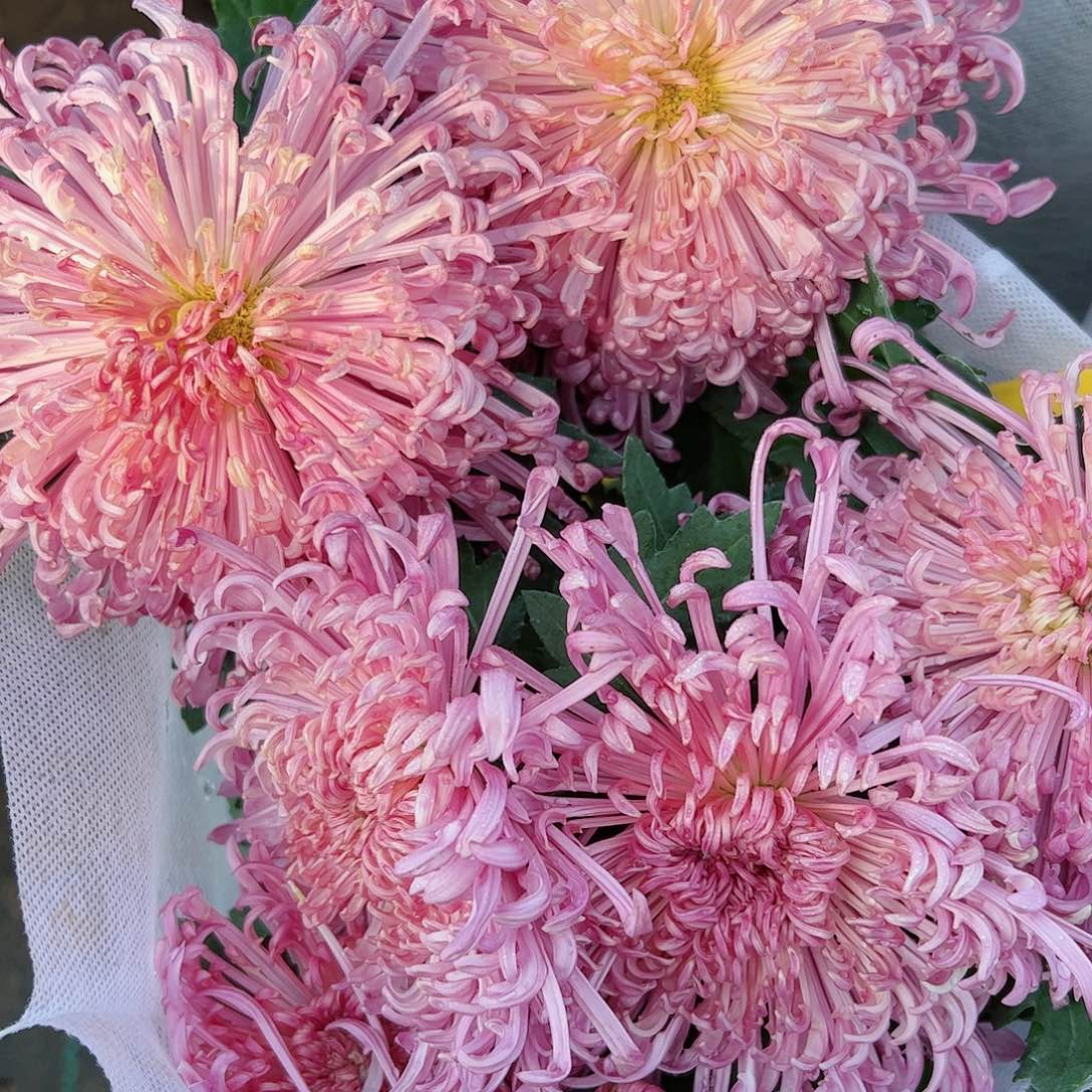 完全开放粉色勾勾