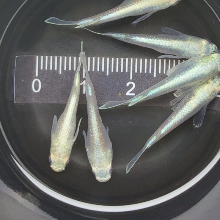 青鳉鱼短天使15号