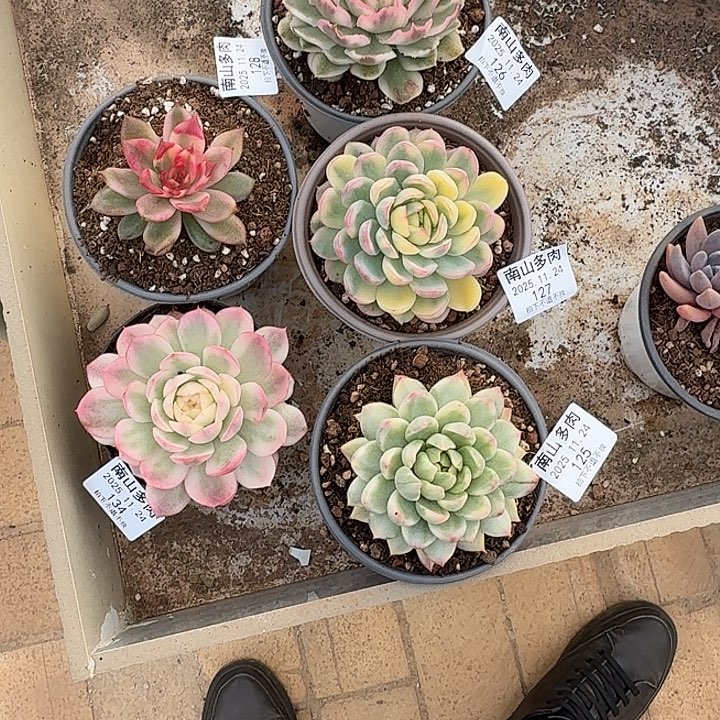 雨***虹紫蝴蝶锦11124-125-126-127-128-134