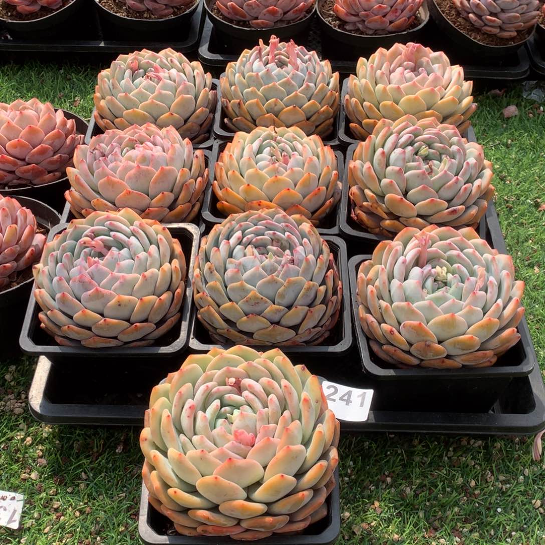 241橙子多肉植物组合