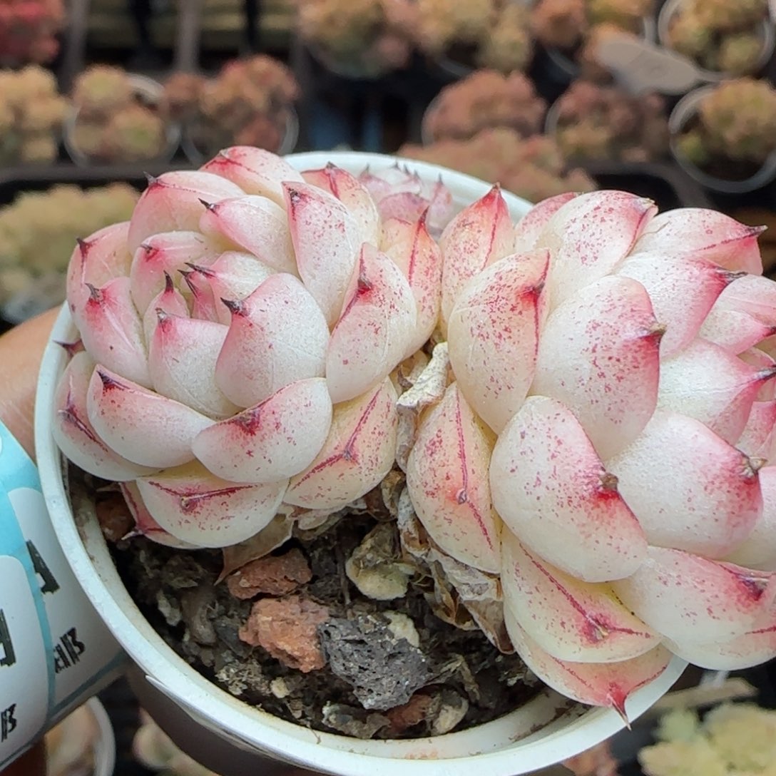 花语逸镜0310-456散