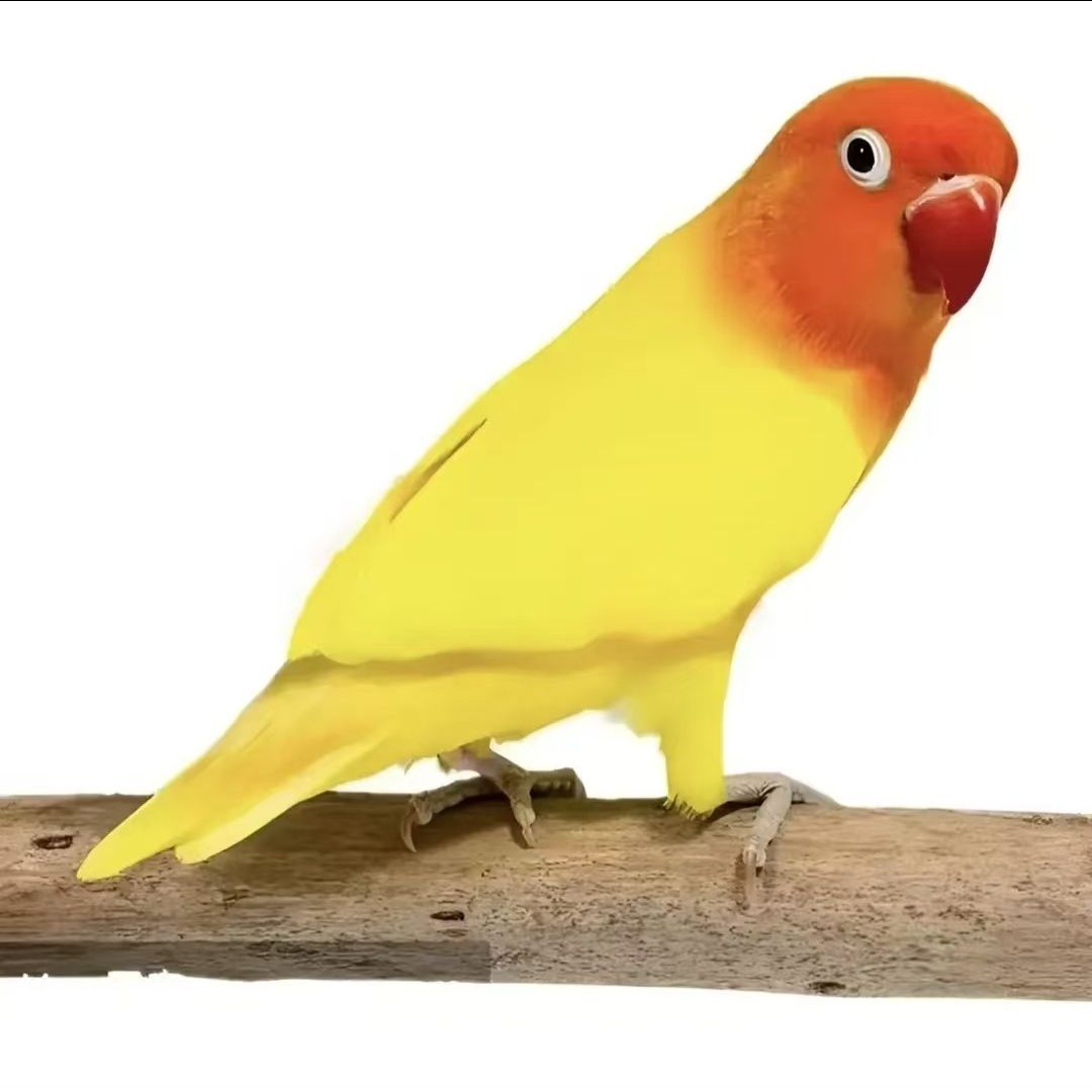 瑕疵牡丹鹦鹉活体鹦鹉可学说话