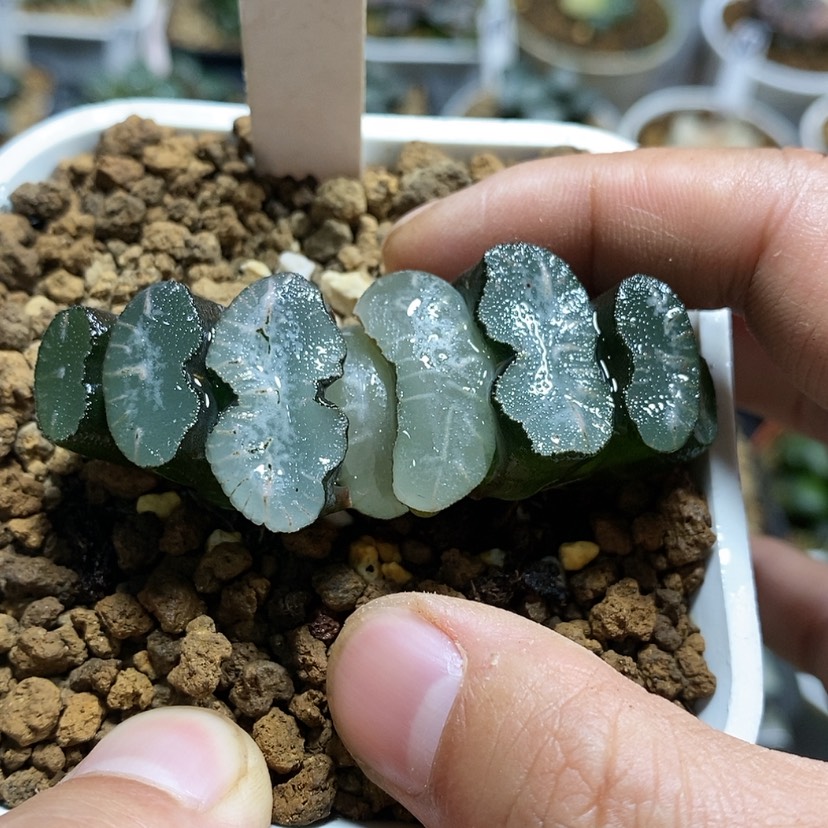 【闪购商品】33实生