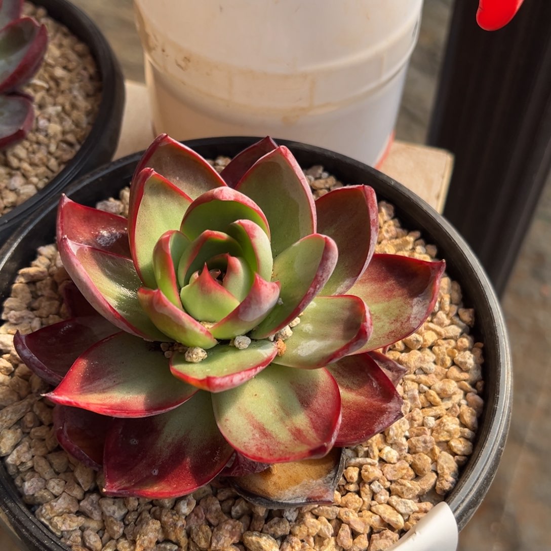 缘来多肉2号惊鸿仙子