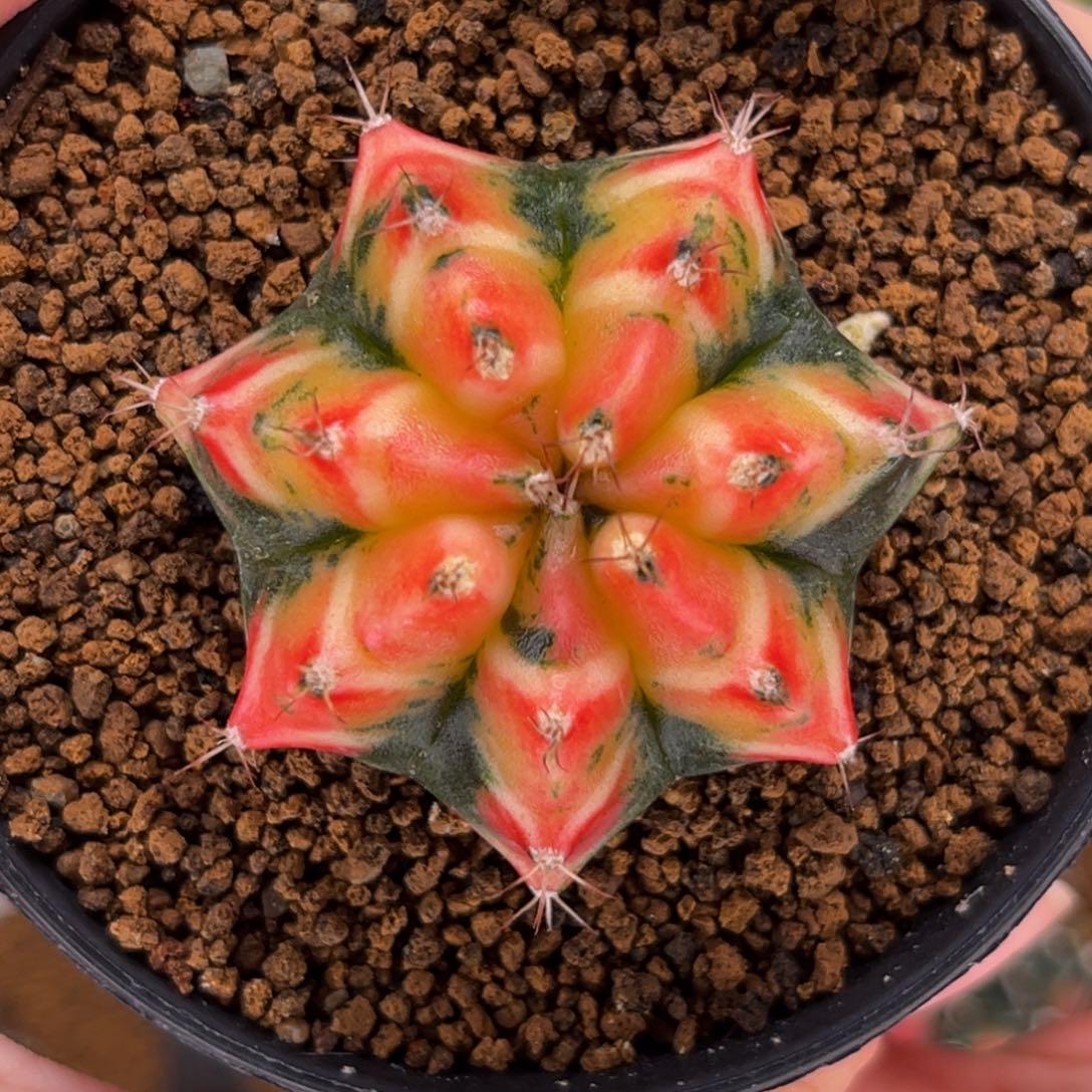 樱花 米哈仙人球 